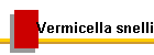 Vermicella snelli