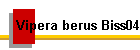 Vipera berus Biss04