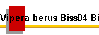 Vipera berus Biss04 Bild01