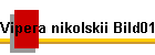 Vipera nikolskii Bild01