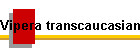 Vipera transcaucasiana