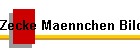 Zecke Maennchen Bild01